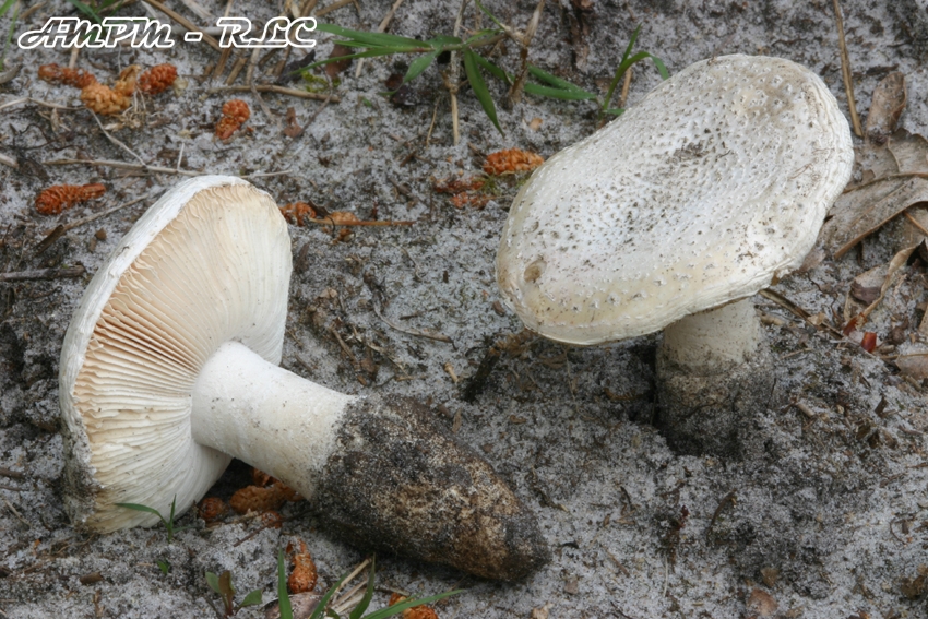 amanita_boudieri