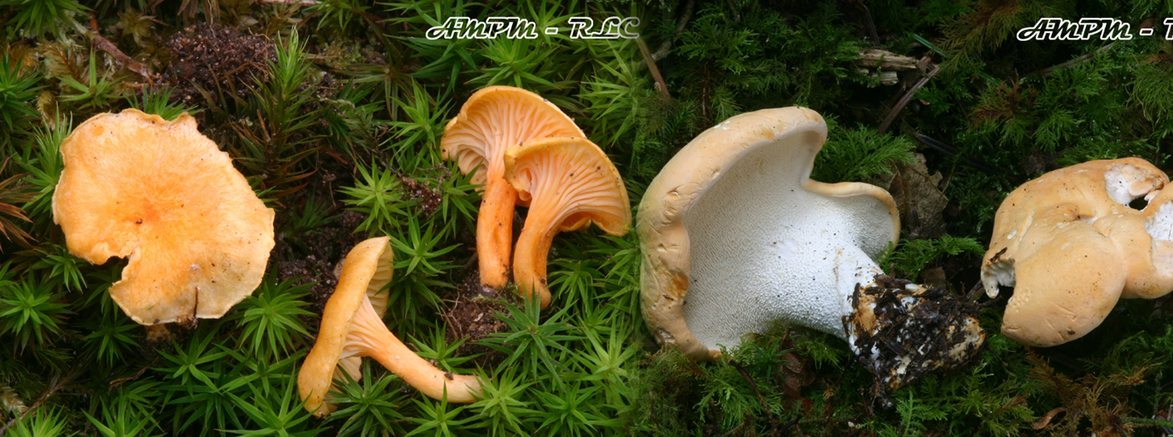 slide-picture-champignon