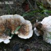 Polypores