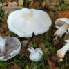 Agarics