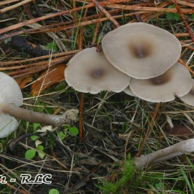 Clitocybe