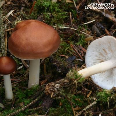 Collybia Distorta