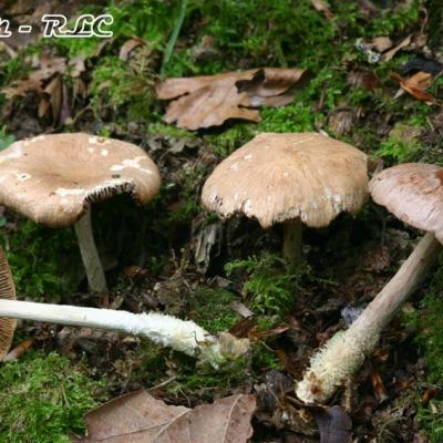 Collybia Peronata