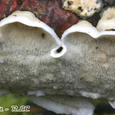 Meruliopsis Corium