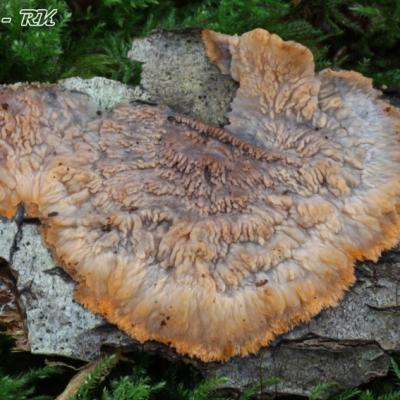 Phlebia Merismoides