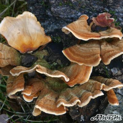 Stereum Insignitum