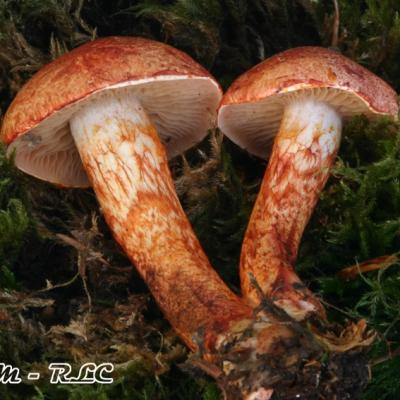 Cortinarius Bolaris