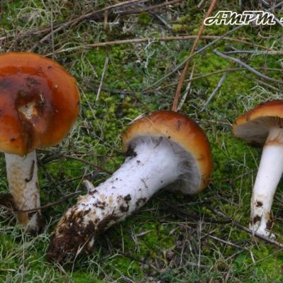 Cortinarius Mucosus