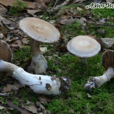 Cortinarius Torvus