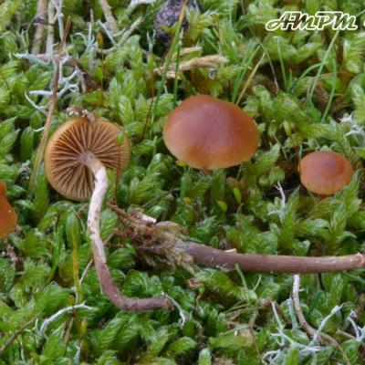 Galerina Uncialis