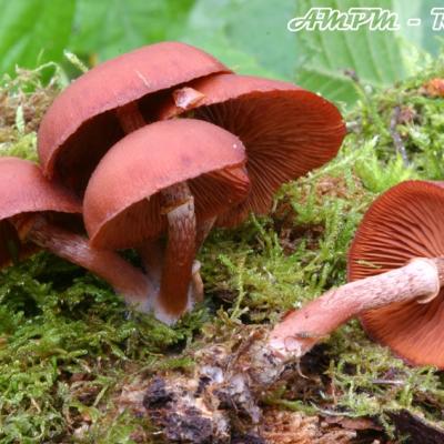 Tubaria Confragosa