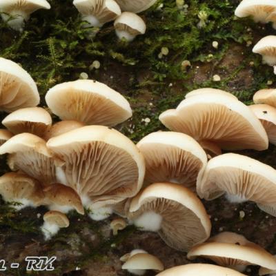 Crepidotaces