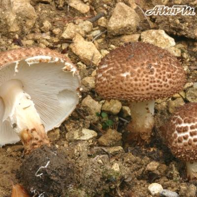 Echinoderma Asperum