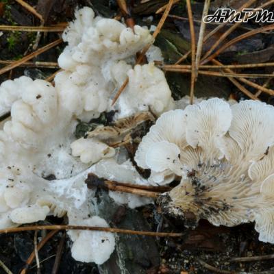 Clitopilus Pinsitus