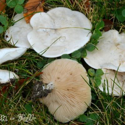 Clitopilus Prunulus