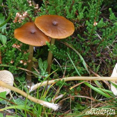 Entoloma Formosum