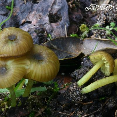 Entoloma Incanum