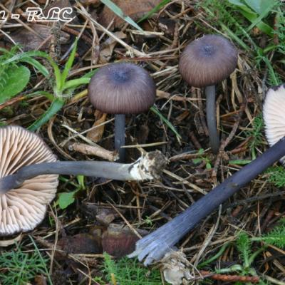 Entoloma Mougeotii