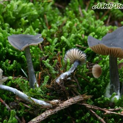 Entoloma Nitidum