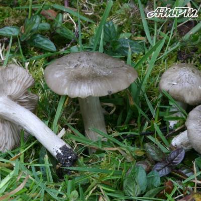 Entoloma Saundersii