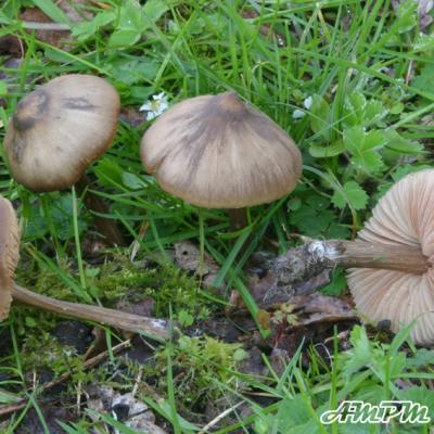 Entoloma Vernum