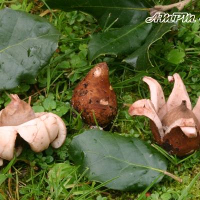 Geastrum Morganii