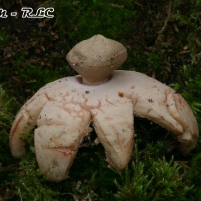 Geastrum Rufescens
