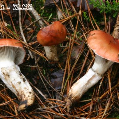Gomphidius Roseus