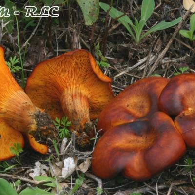 Omphalotus Olearius