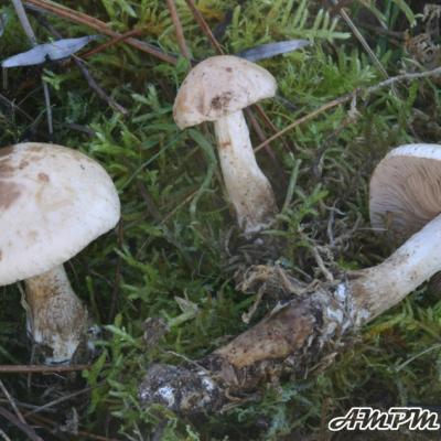 Hebeloma Edurum