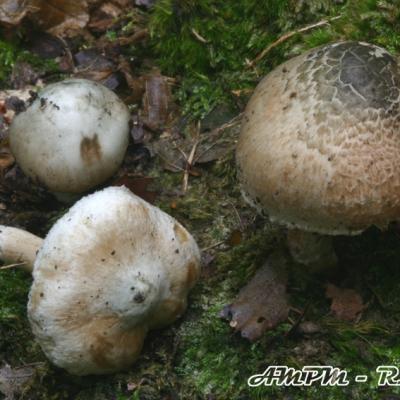 Inocybe Corydalina