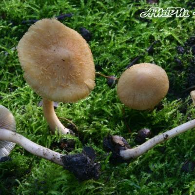 Inocybe Hirtella