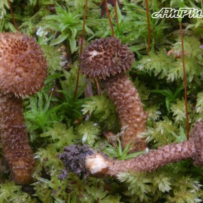 Inocybe Hystrix