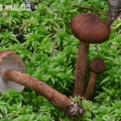 Inocybe Lanuginosa