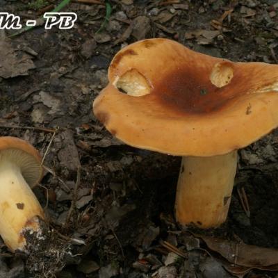 Lactarius Volemus