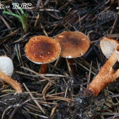 Lepiota Castanea2