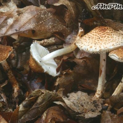 Lepiota Castanea