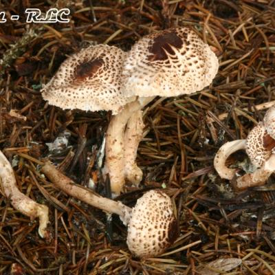 Lepiota Felina