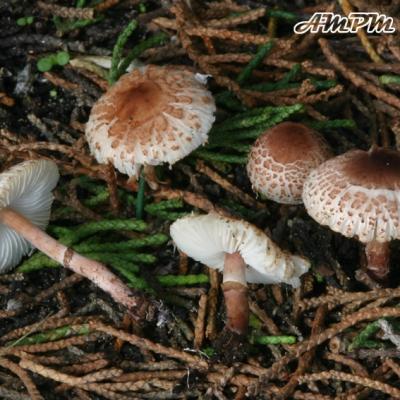 Lepiota Lilacea