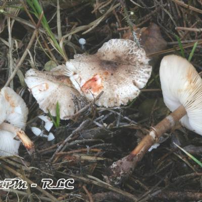 Leucoagaricus