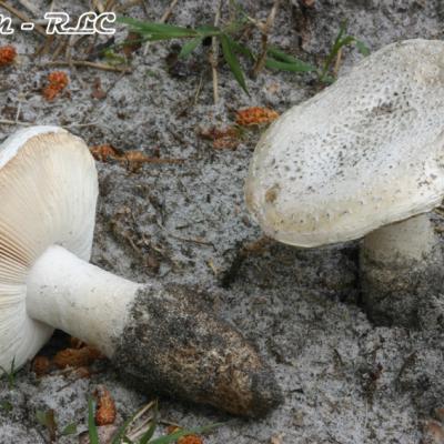 Amanita Boudieri