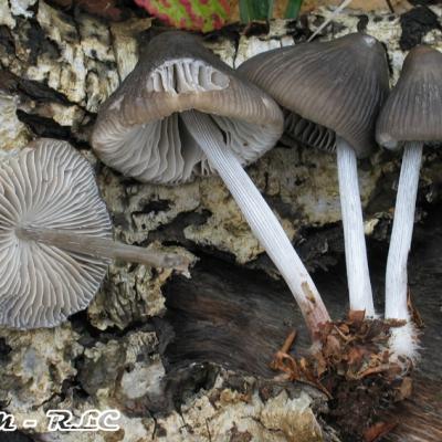 Mycena Polygramma