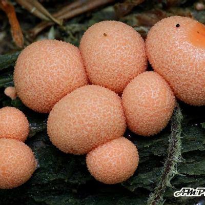 Lycogala Epidendron1
