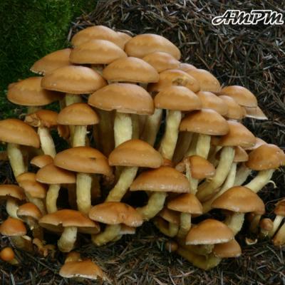 Pholiota Apicrea