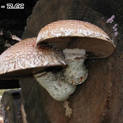 Pholiota Populnea2