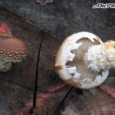 Pholiota Populnea