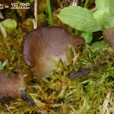 Arrhenia Lobata2