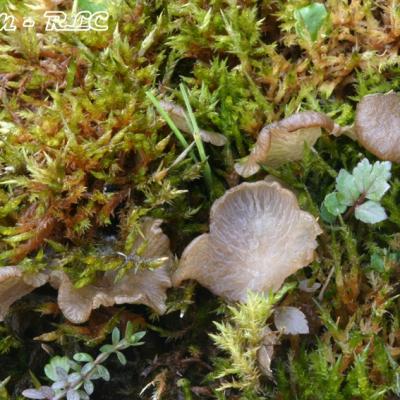 Arrhenia Lobata