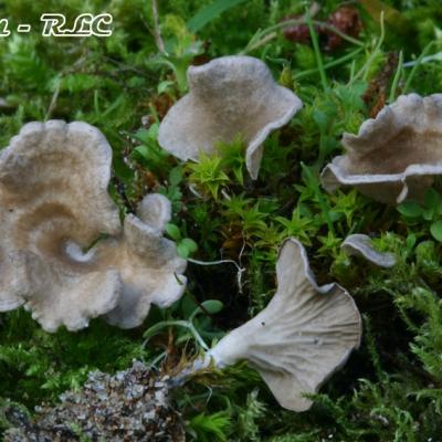 Arrhenia Spathulata