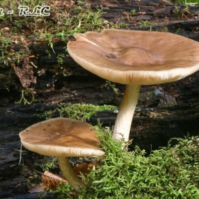 Pluteus Cervinus